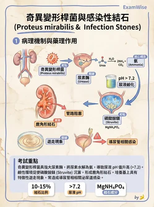 醫檢師 - 其他腸內菌科 - AI 圖文解析預覽