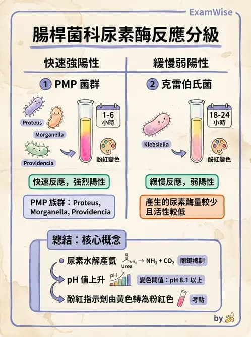 醫檢師 - 腸內菌鑑別方法與培養基 - AI 圖文解析預覽