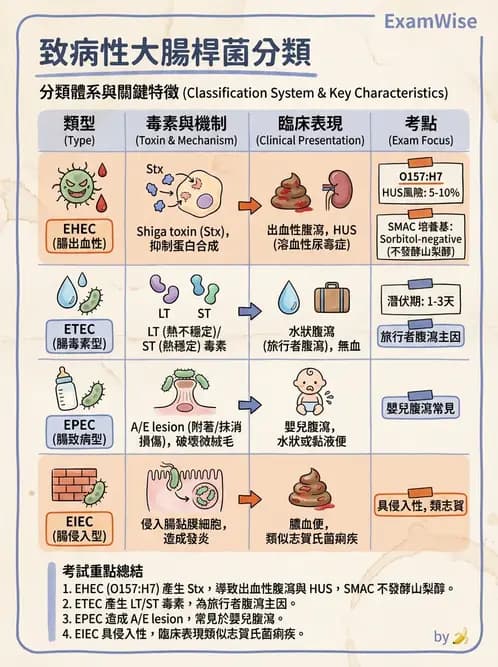 醫檢師 - 主要腸道致病菌 - AI 圖文解析預覽