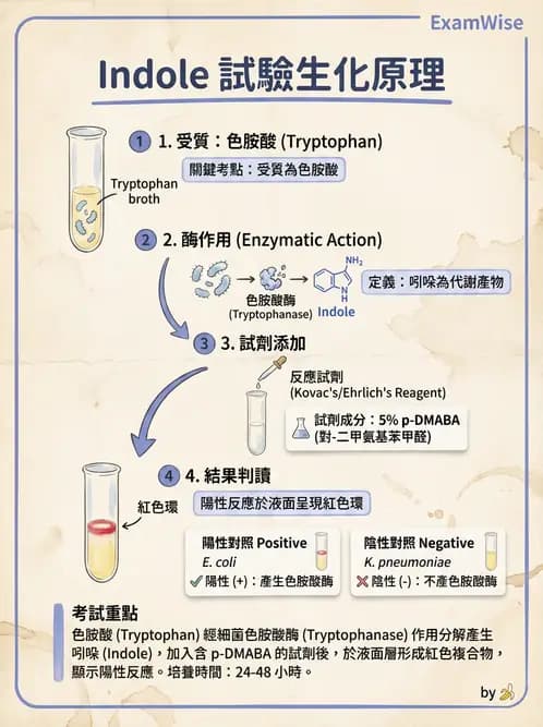 醫檢師 - 腸內菌鑑別方法與培養基 - AI 圖文解析預覽