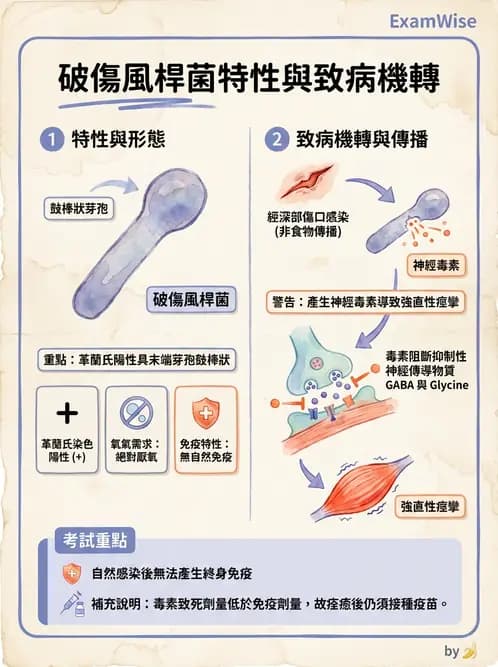 醫檢師 - 厭氧菌 - AI 圖文解析預覽