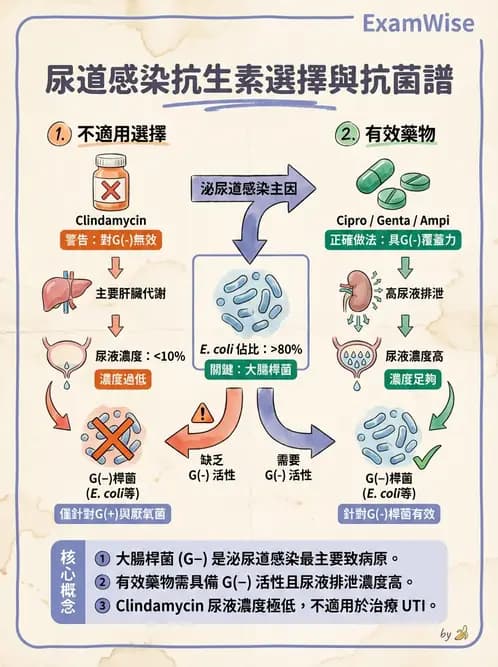 醫檢師 - 抗微生物製劑 - AI 圖文解析預覽