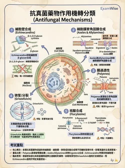 醫檢師 - 真菌診斷與治療 - AI 圖文解析預覽