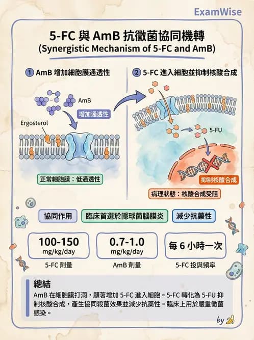 醫檢師 - 真菌診斷與治療 - AI 圖文解析預覽