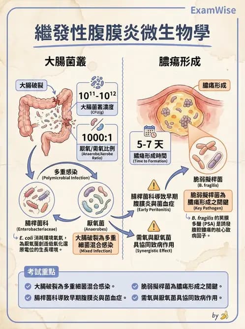 醫檢師 - 感染症與院內感染 - AI 圖文解析預覽