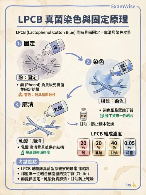 醫檢師 - 真菌診斷與治療 - AI 圖文解析預覽