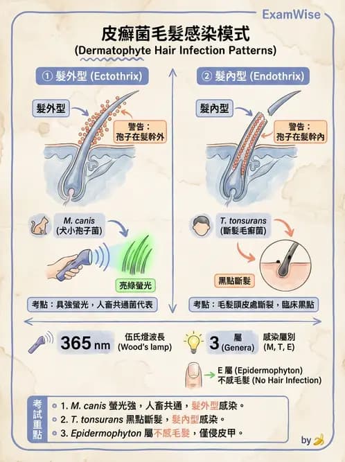 醫檢師 - 皮膚與皮下真菌感染 - AI 圖文解析預覽