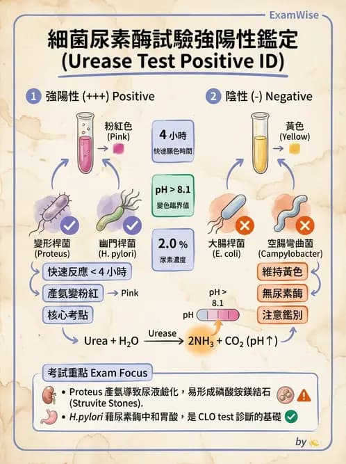 醫檢師 - 檢驗基礎技術 - AI 圖文解析預覽