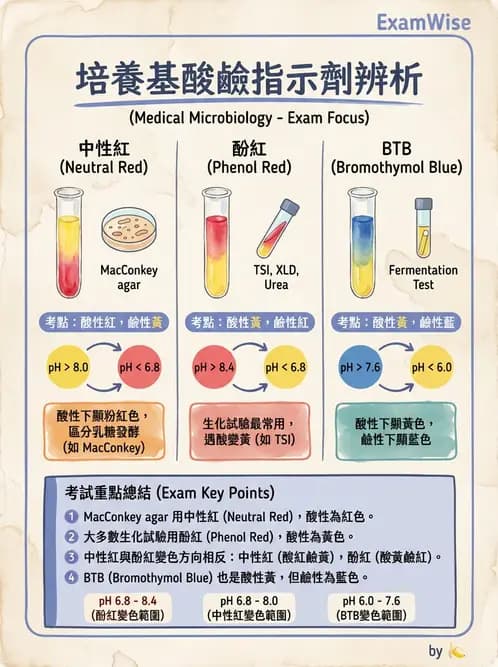 醫檢師 - 腸內菌鑑別方法與培養基 - AI 圖文解析預覽