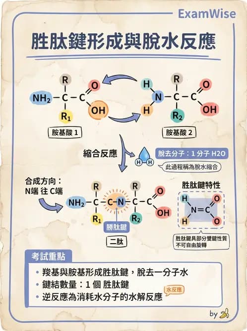 醫檢師 - 胺基酸代謝與先天性疾病 - AI 圖文解析預覽