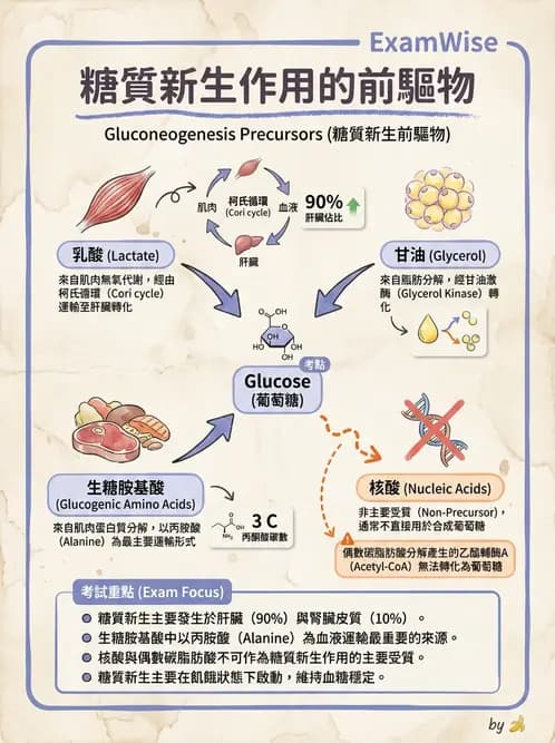 醫檢師 - 醣類代謝與糖尿病 - AI 圖文解析預覽
