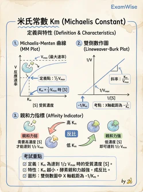 醫檢師 - 臨床酵素學基礎 - AI 圖文解析預覽