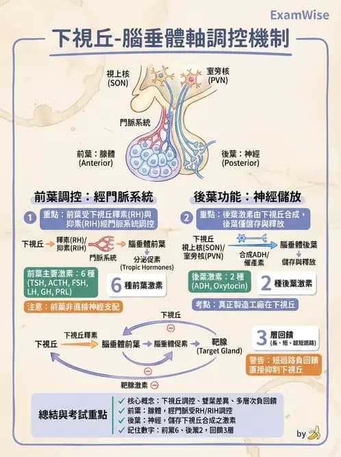 醫檢師 - 甲狀腺與垂體內分泌 - AI 圖文解析預覽