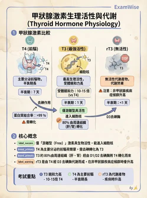 醫檢師 - 甲狀腺與垂體內分泌 - AI 圖文解析預覽