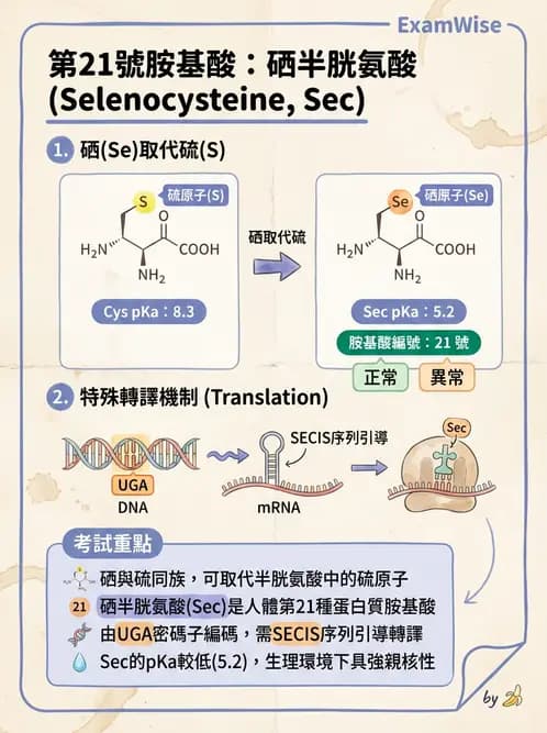 醫檢師 - 電解質與微量元素 - AI 圖文解析預覽