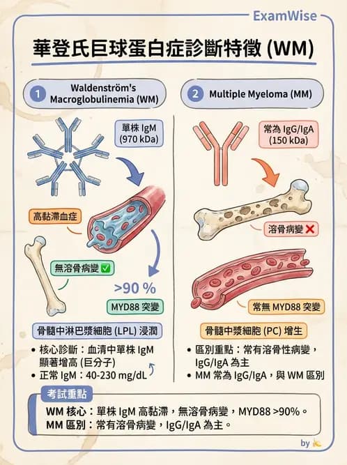 醫檢師 - 血清蛋白與蛋白質檢測 - AI 圖文解析預覽