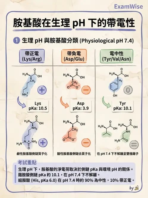 醫檢師 - 胺基酸代謝與先天性疾病 - AI 圖文解析預覽