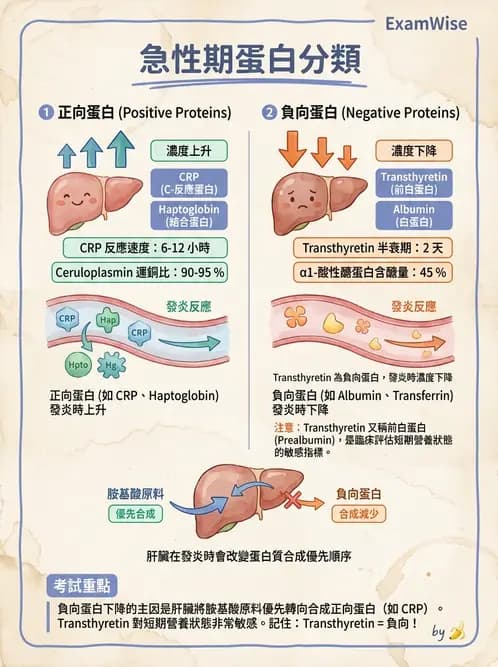 醫檢師 - 血清蛋白與蛋白質檢測 - AI 圖文解析預覽