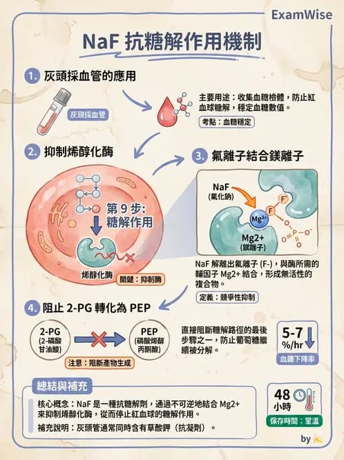 醫檢師 - 醣類代謝與糖尿病 - AI 圖文解析預覽