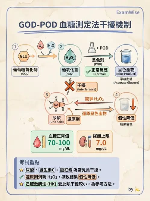 醫檢師 - 醣類代謝與糖尿病 - AI 圖文解析預覽
