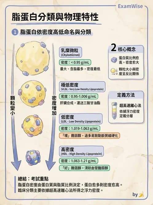 醫檢師 - 脂蛋白分類與臨床應用 - AI 圖文解析預覽