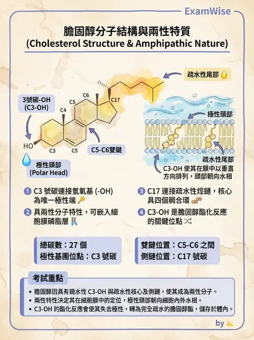 醫檢師 - 脂質代謝與酮體 - AI 圖文解析預覽