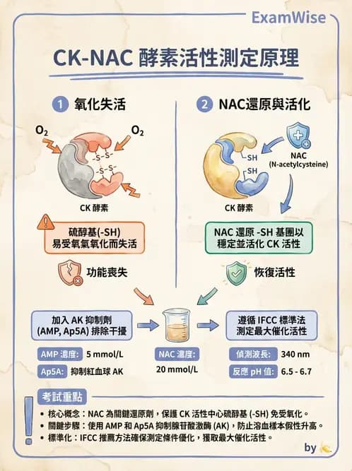 醫檢師 - 臨床酵素學基礎 - AI 圖文解析預覽