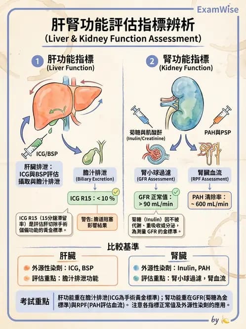 醫檢師 - 肝臟機能與胰臟酵素 - AI 圖文解析預覽