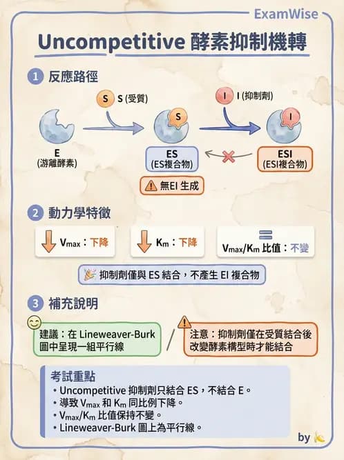 醫檢師 - 臨床酵素學基礎 - AI 圖文解析預覽