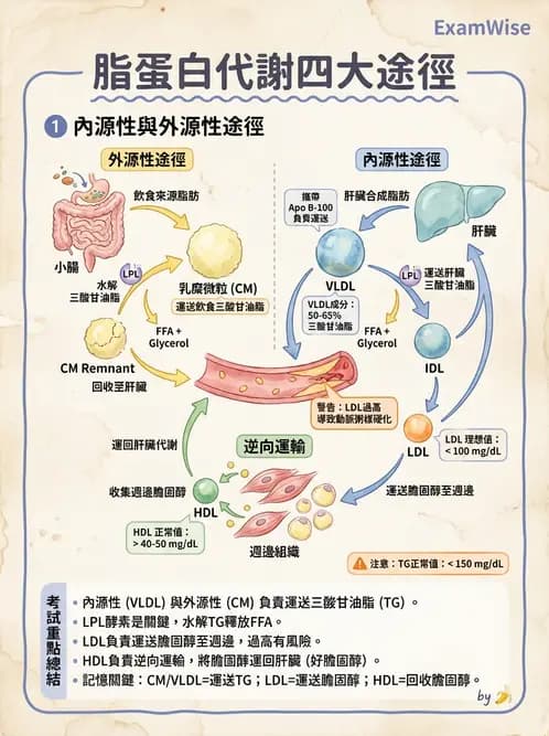 醫檢師 - 脂蛋白分類與臨床應用 - AI 圖文解析預覽