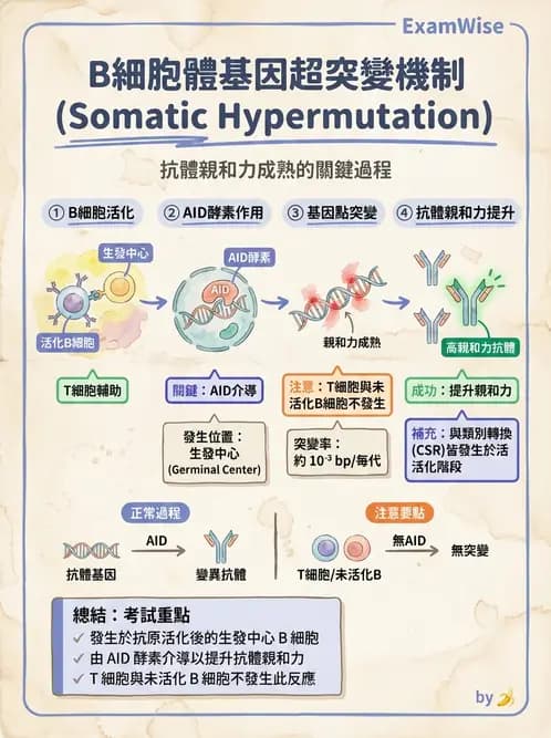醫檢師 - B細胞發育與抗體生成 - AI 圖文解析預覽