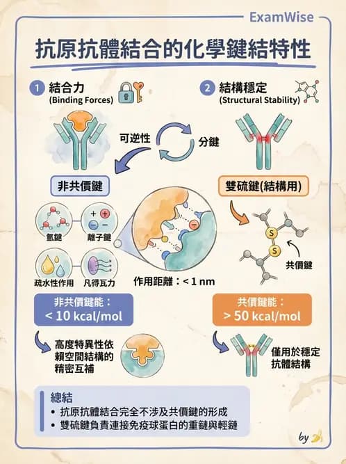 醫檢師 - 免疫球蛋白與抗體 - AI 圖文解析預覽