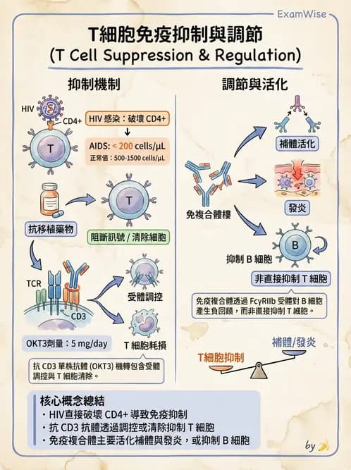醫檢師 - T細胞發育與功能 - AI 圖文解析預覽