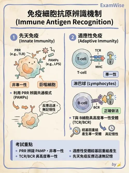 醫檢師 - 先天免疫與補體系統 - AI 圖文解析預覽