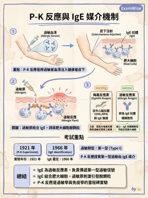 醫檢師 - 過敏反應及測試法 - AI 圖文解析預覽