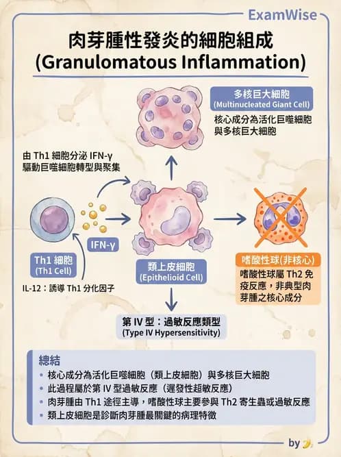 醫檢師 - 過敏反應及測試法 - AI 圖文解析預覽