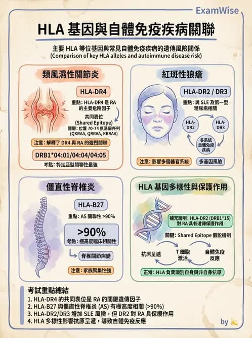 醫檢師 - 其他自體免疫疾病與自體抗體檢驗 - AI 圖文解析預覽