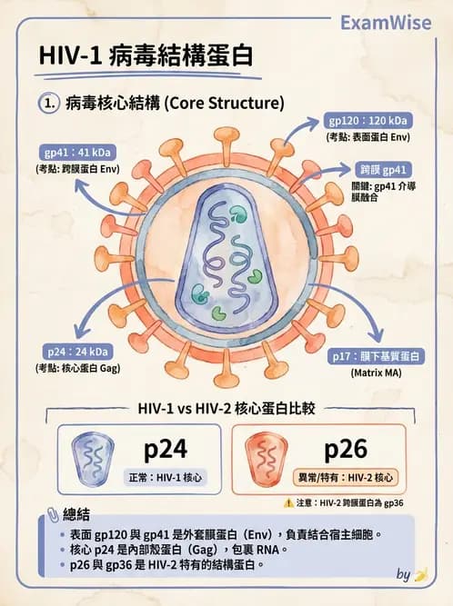 醫檢師 - 反轉錄病毒(HIV/HTLV) - AI 圖文解析預覽