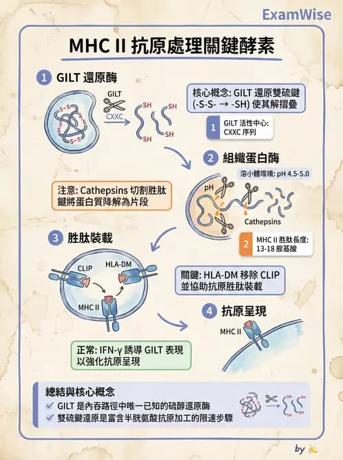 醫檢師 - 細胞激素與抗原呈獻 - AI 圖文解析預覽