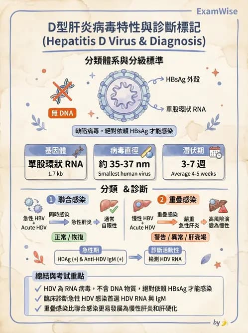 醫檢師 - B型肝炎病毒 - AI 圖文解析預覽