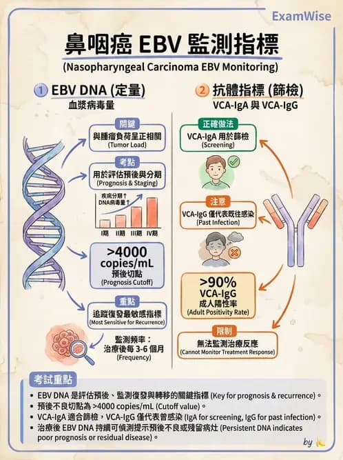 醫檢師 - 疱疹病毒科 - AI 圖文解析預覽