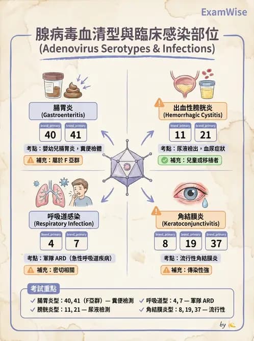醫檢師 - 腺病毒與痘病毒 - AI 圖文解析預覽