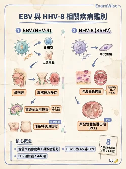 醫檢師 - 疱疹病毒科 - AI 圖文解析預覽