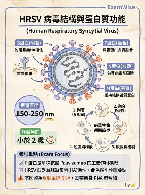 醫檢師 - 副黏液病毒科 - AI 圖文解析預覽