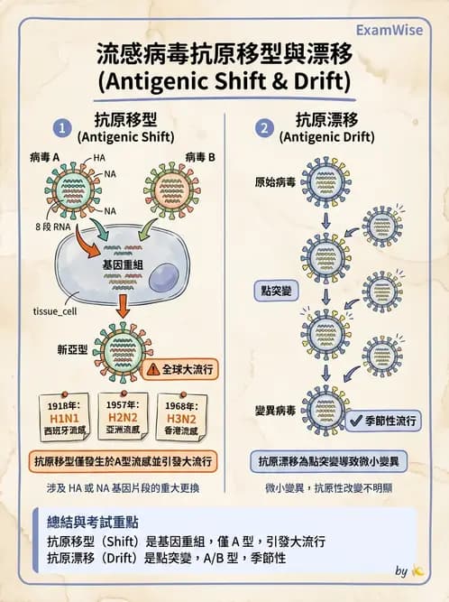 醫檢師 - 正黏液病毒科(流感) - AI 圖文解析預覽