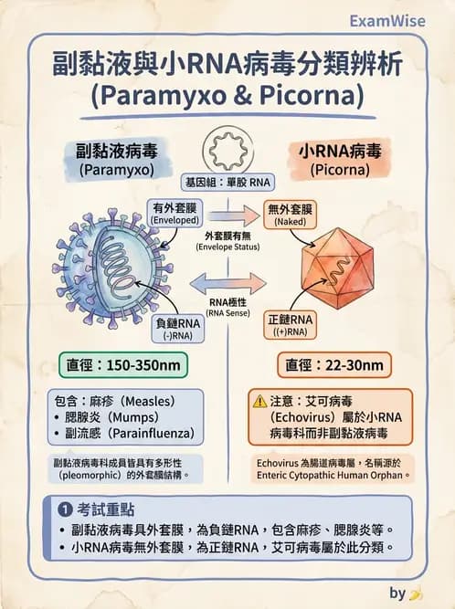 醫檢師 - 副黏液病毒科 - AI 圖文解析預覽