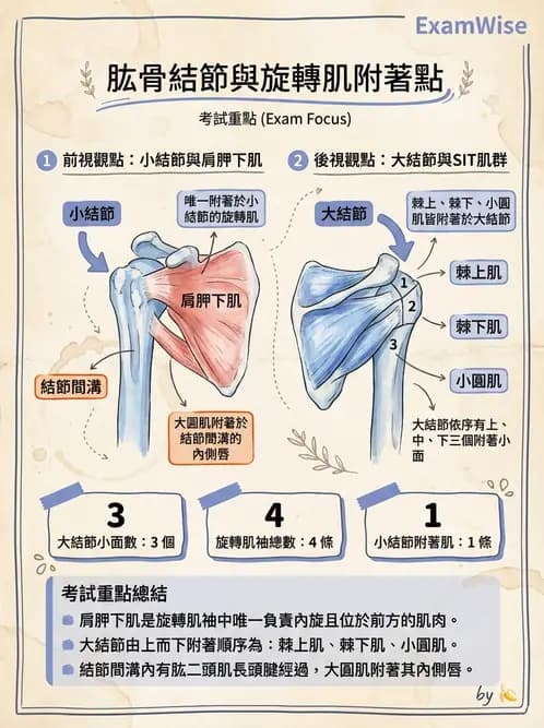 放射 - 上肢肌肉 - AI 圖文解析預覽