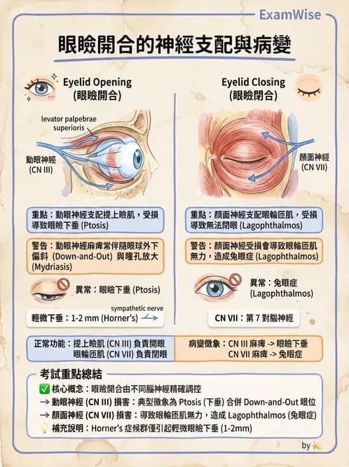 放射 - 腦神經 - AI 圖文解析預覽
