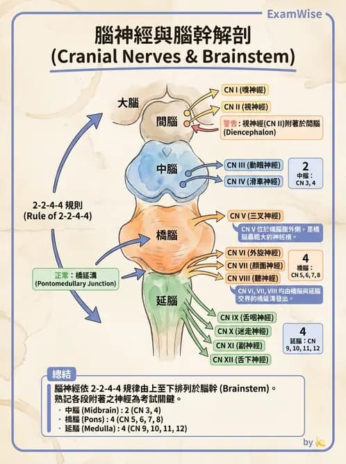 放射 - 腦幹、脊髓與腦室系統 - AI 圖文解析預覽