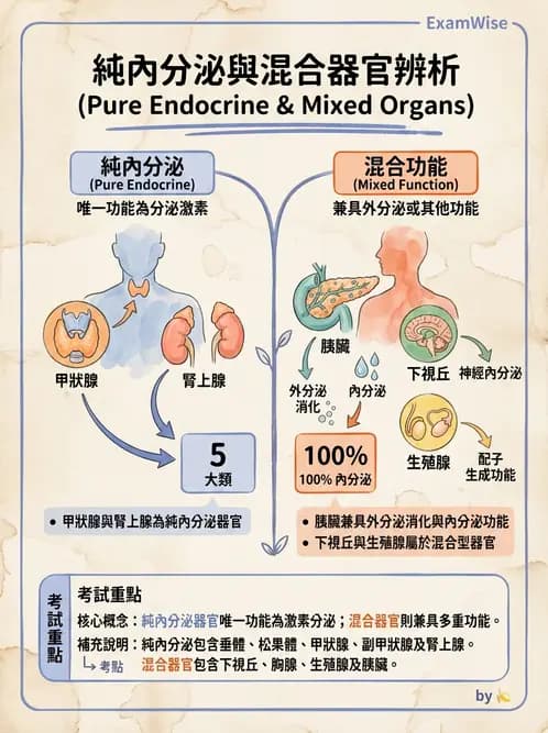 放射 - 內分泌系統 - AI 圖文解析預覽
